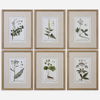 Green Floral Botanical Study Prints S/6 thumbnail 0