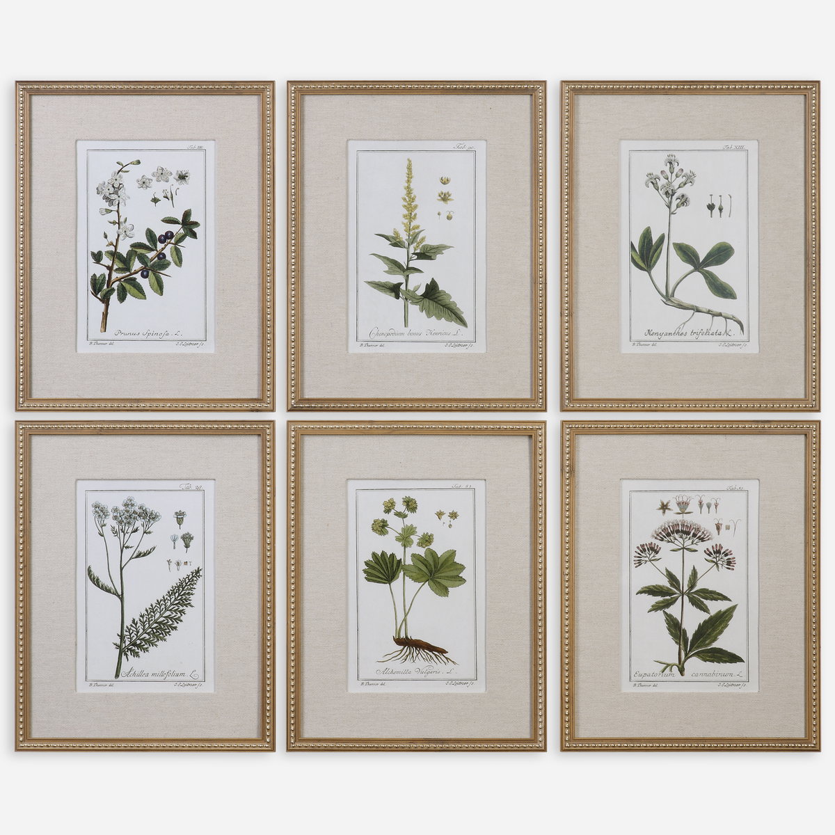 Green Floral Botanical Study Prints Set/6, Art by Uttermost, 17.62" width x 22.62" height x 1.5" depth View 1
