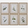 Green Floral Botanical Study Prints Set/6, Art by Uttermost, 17.62" width x 22.62" height x 1.5" depth thumbnail 1