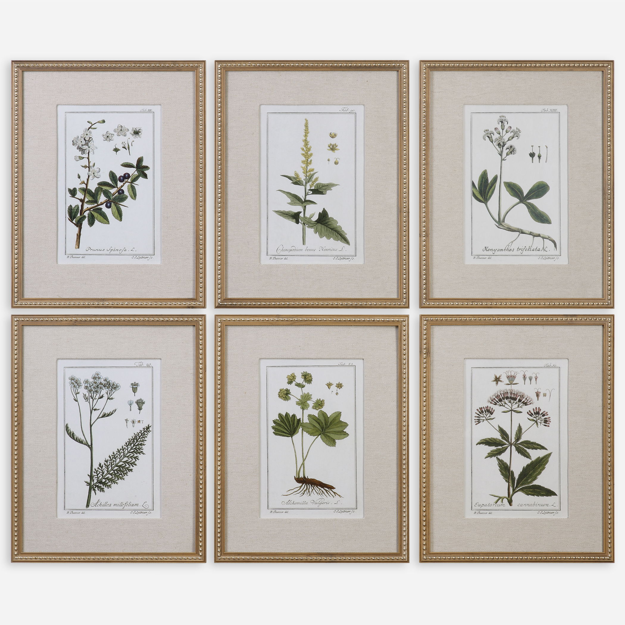Green Floral Botanical Study Prints Set/6 large image 