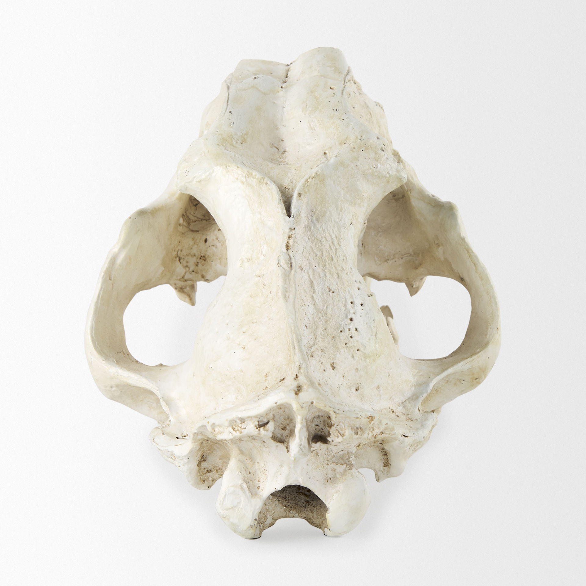 Fozzil 9L x 9W Resin Sabretooth Skull Replica, Decorative Object by Mercana, 9" length x 9.06" width x 14.96" height View 7