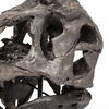 Jurassic 6L x 10W Brown Resin Tyrannosaurus Skull Replica thumbnail 6