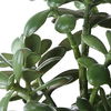 Crassula Jade Accent Plant thumbnail 5