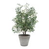 Marisol Potted Olive Plant, by Uttermost, 2'4.5" width x 3'9.25" height x 2'2.5" depth thumbnail 1