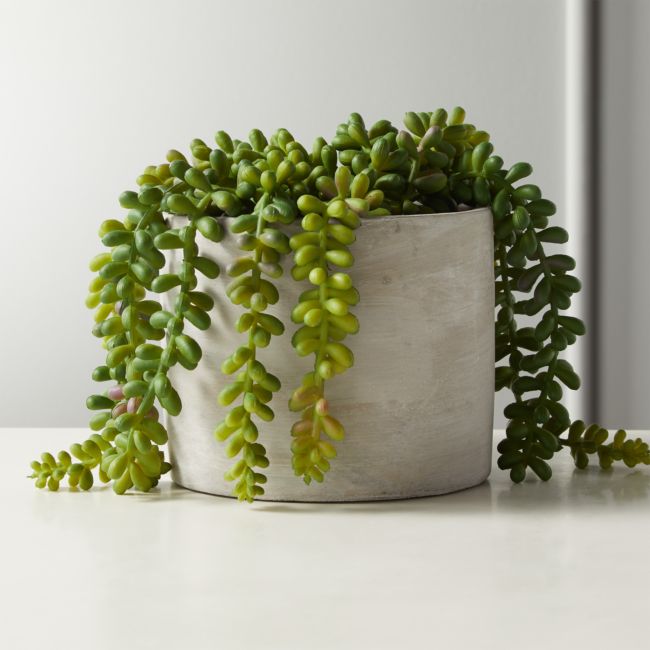 Online Designer Combined Living/Dining Faux Potted Burro's Tail