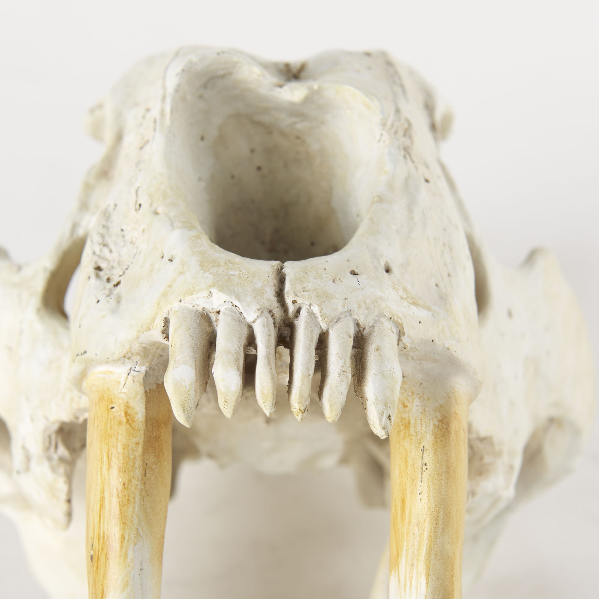 Fozzil 9L x 9W Resin Sabretooth Skull Replica, Decorative Object by Mercana, 9" length x 9.06" width x 14.96" height View 9