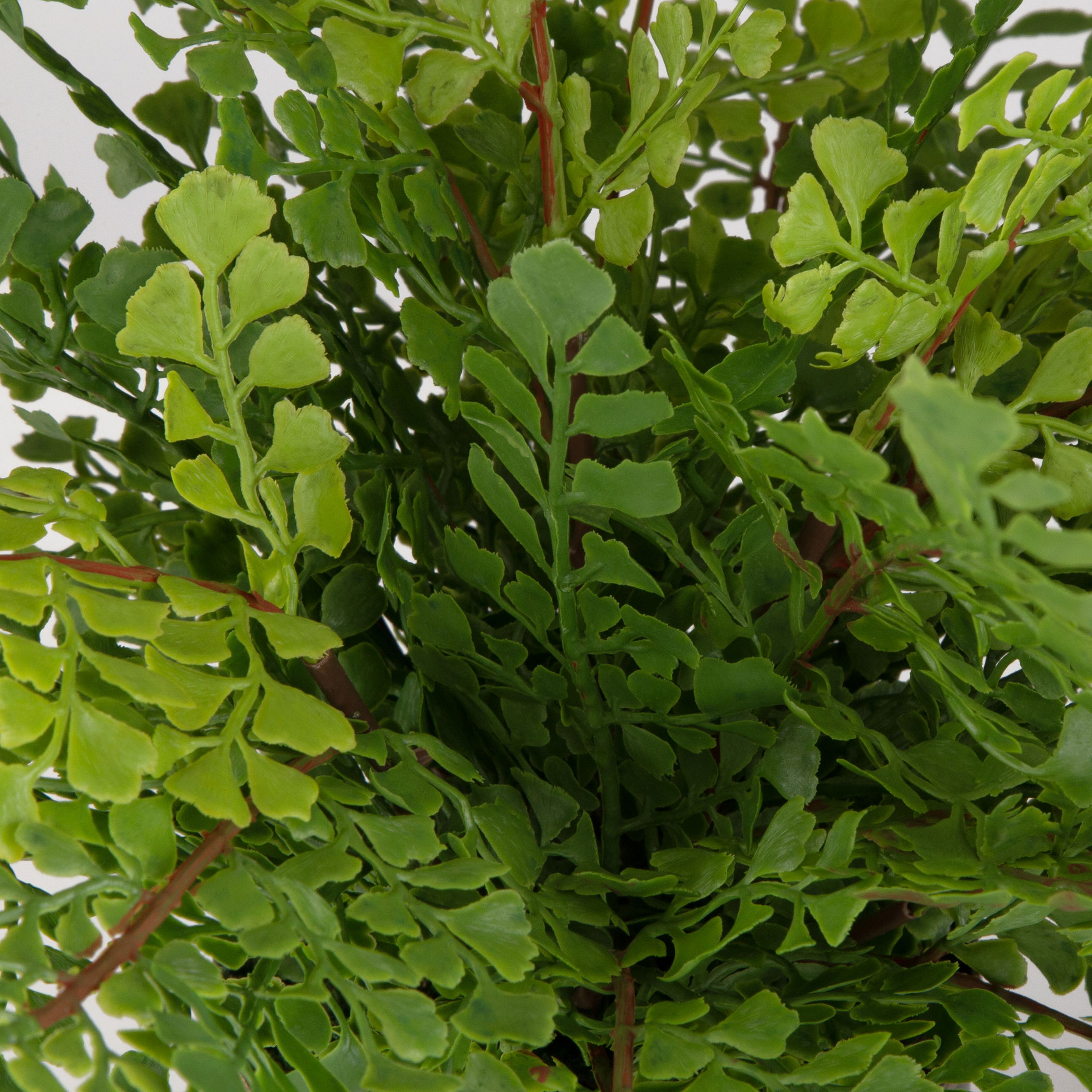 Maidenhair Fern In Oxidized Container large image 