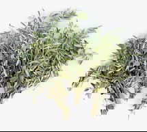 Online Designer Other Live Olive Leaves, 6 Bunches