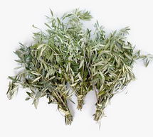 Online Designer Other Live Olive Leaves, 6 Bunches