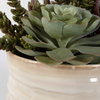 Mesa Succulent Accent, Artificial Plants & Flower by Uttermost, 9.5" width x 8.5" height x 9.5" depth thumbnail 5