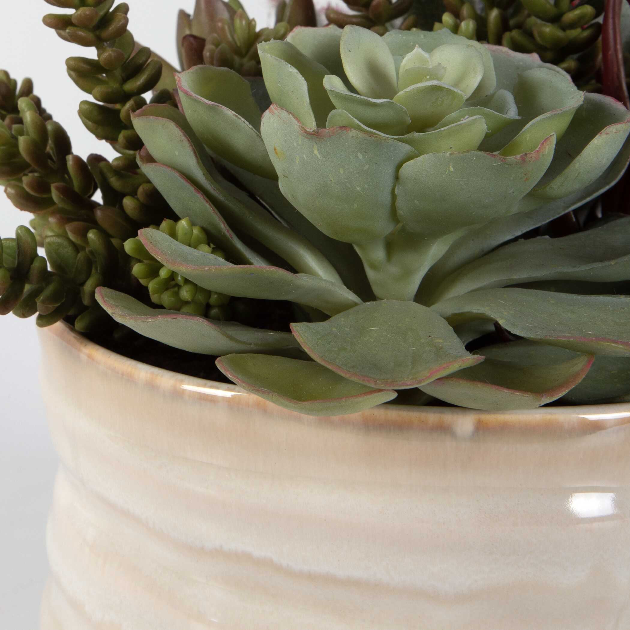 Mesa Succulent Accent, Decorative by Uttermost, 9.5" width x 8.5" height x 9.5" depth View 5