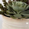 Mesa Succulent Accent, Decorative by Uttermost, 9.5" width x 8.5" height x 9.5" depth thumbnail 5