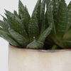 Doha Succulent Accent thumbnail 3