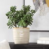 Crassula Jade Accent Plant, Decorative by Uttermost, 18" width x 23.5" height x 13.75" depth thumbnail 2