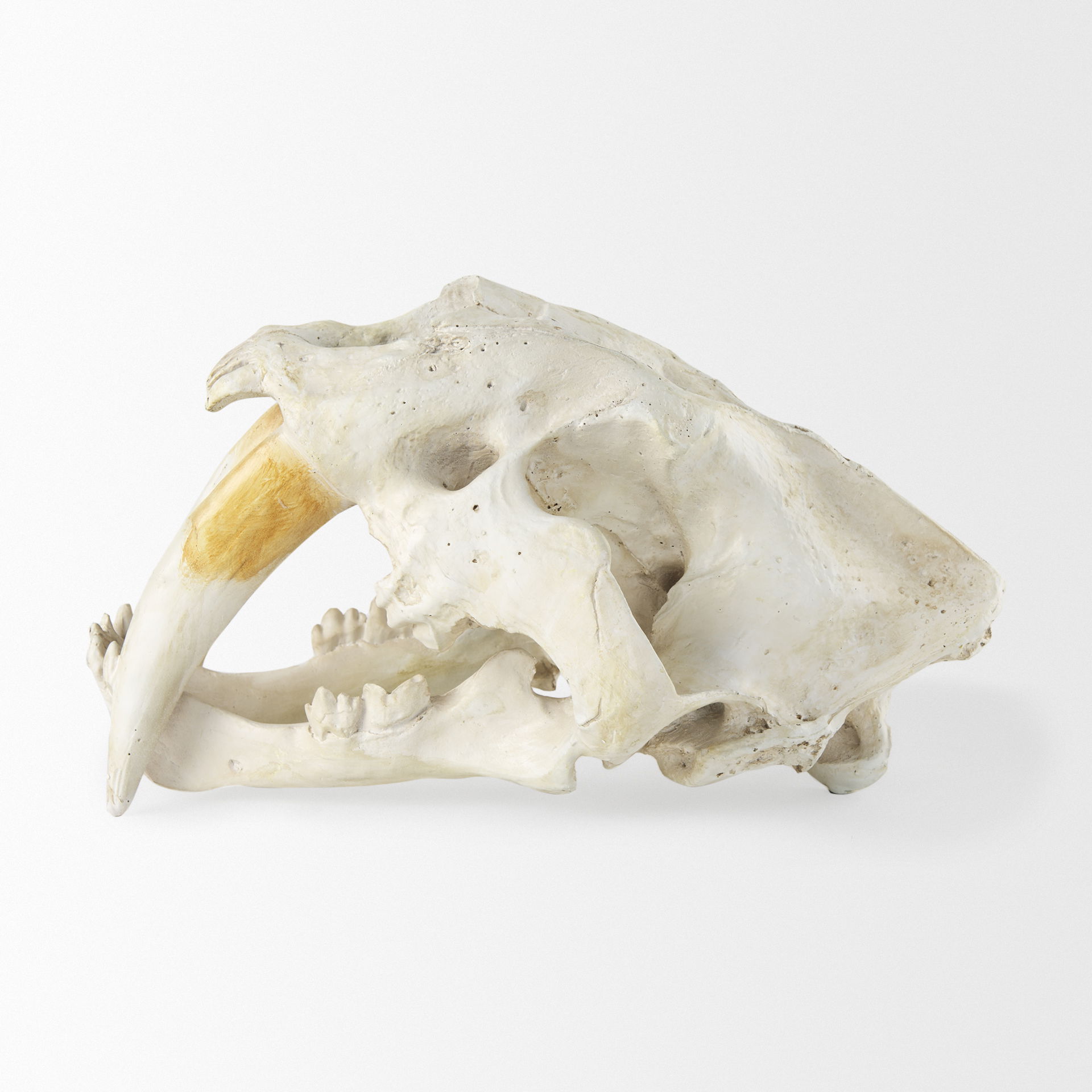 Fozzil 9L x 9W Resin Sabretooth Skull Replica, Decorative Object by Mercana, 9" length x 9.06" width x 14.96" height View 6