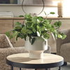Essence Eucalyptus Accent & Vase, Artificial Plants & Flower by Uttermost, 16" width x 16" height x 16" depth thumbnail 4