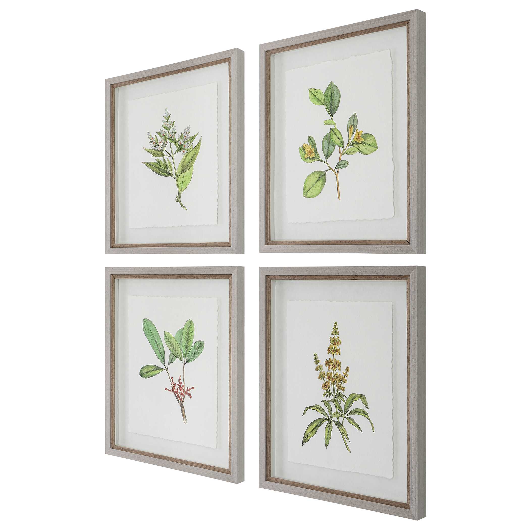 Wildflower Study Framed Prints Set/4 Wildflower Study Framed Prints Set/4 large image