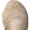 Oyster Shell Sculptures, S/2 thumbnail 6