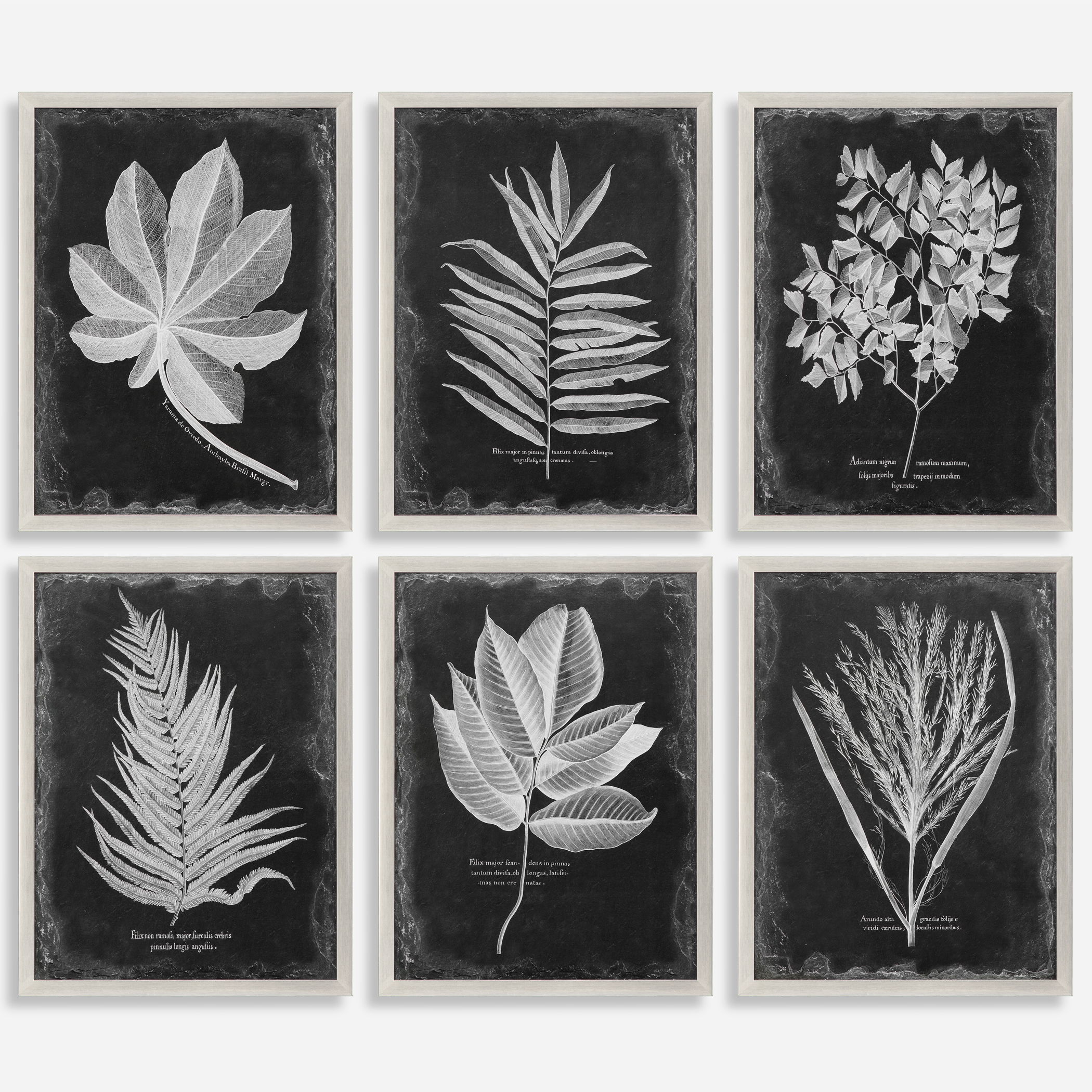 Foliage Framed Prints, S/6 large image 