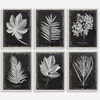 Foliage Framed Prints, S/6 thumbnail 0