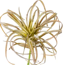 Online Designer Hallway/Entry Tillandsia Micro Curly Air Plant