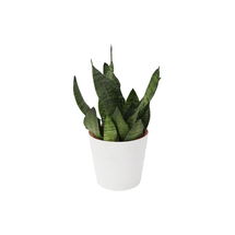 Online Designer Living Room Live Snake Plant in Pot