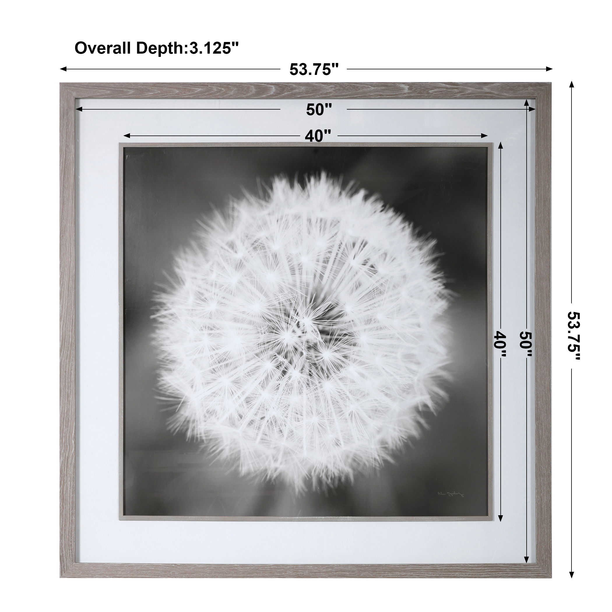 Dandelion Seedhead Framed Print, Painting by Uttermost, 53.75" width x 53.75" height x 3.12" depth View 3