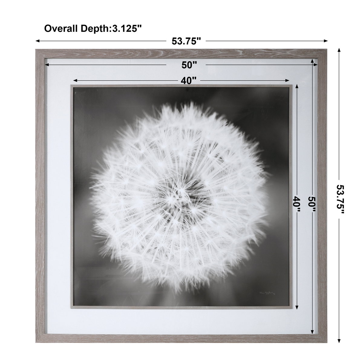 Dandelion Seedhead Framed Print, by Uttermost, 4'5.75" width x 4'5.75" height x 3.12" depth View 3