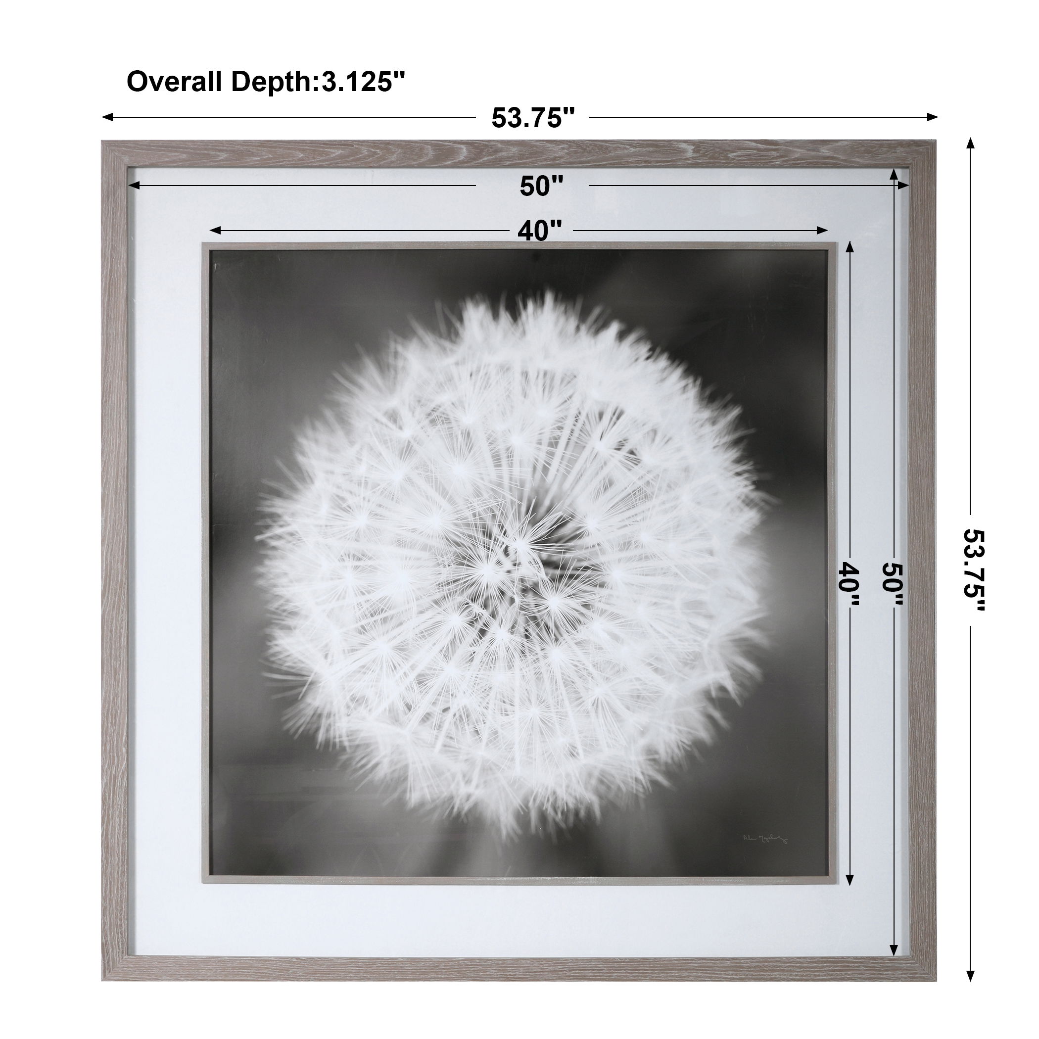 Dandelion Seedhead Framed Print large image 