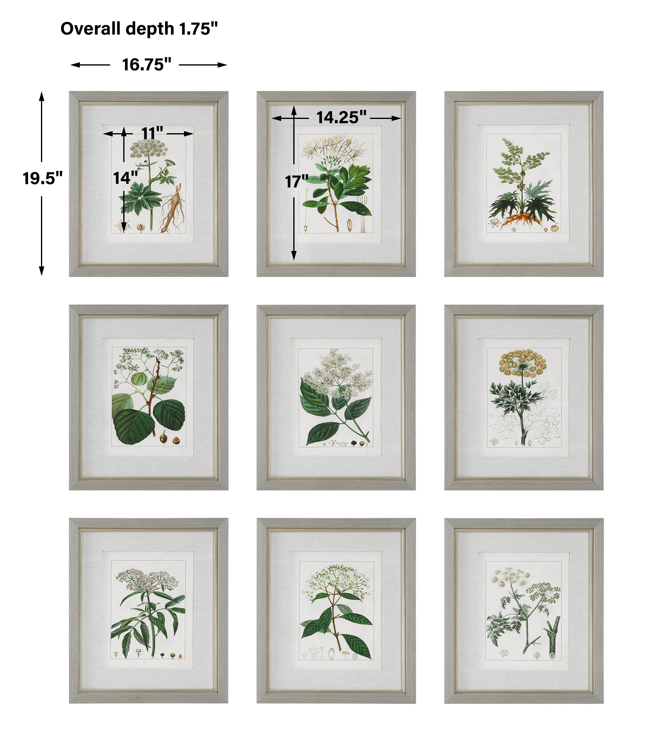 Antique Botanicals Framed Prints Set/9 large image 