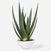 Evarado Aloe Planter thumbnail 0