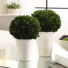Preserved Boxwood Domes Set/2 thumbnail 1