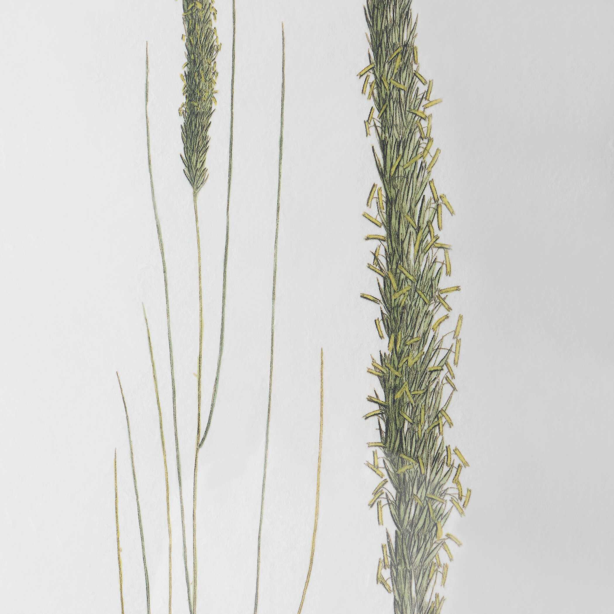 Forest Finds Framed Prints Set/6, Painting by Uttermost, 18" width x 22" height x 1.75" depth View 9