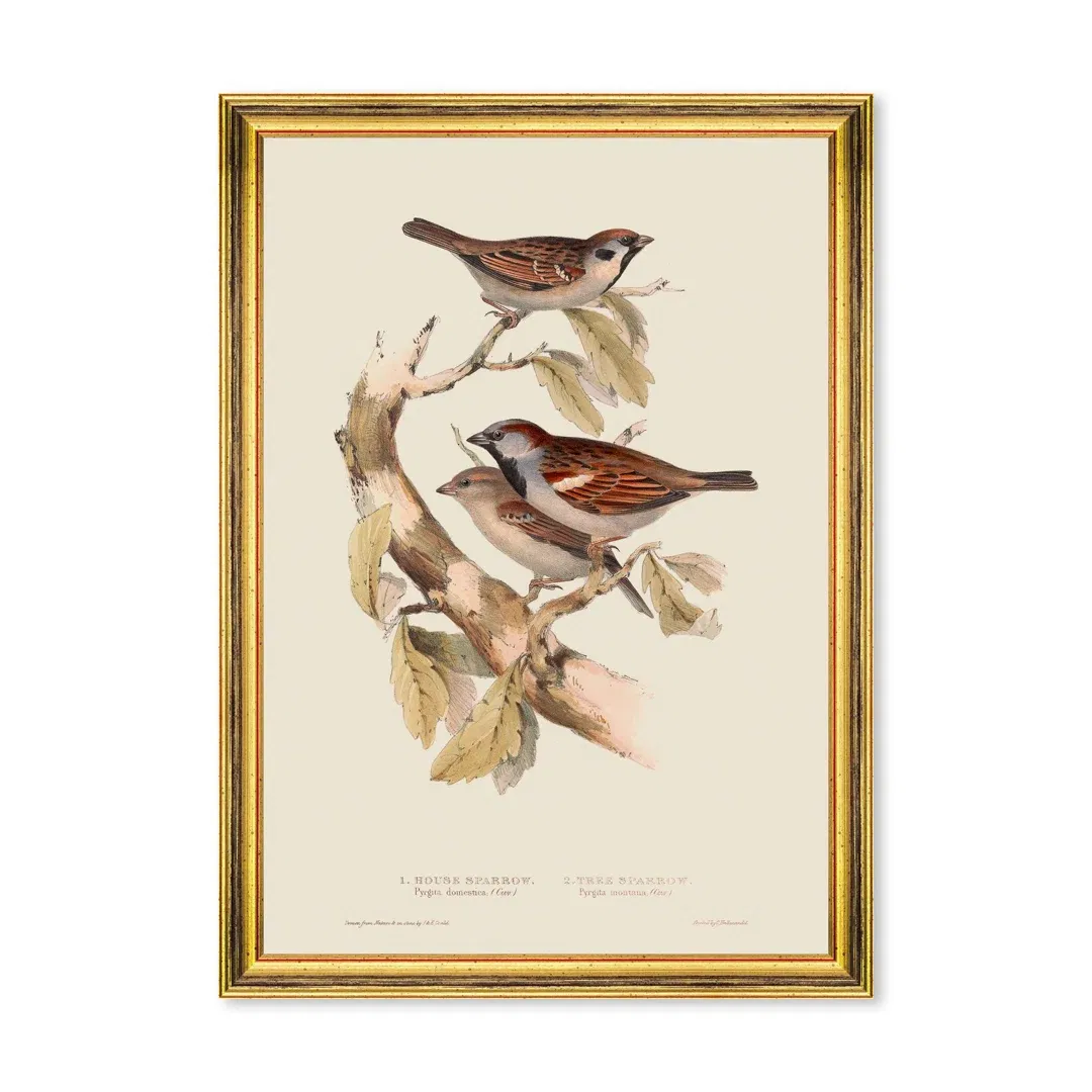 SPARROW large image 