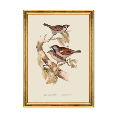 SPARROW