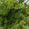 Maidenhair Fern In Oxidized Container, Artificial Plants & Flower by Uttermost, 14" width x 14" height x 14" depth thumbnail 3