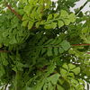 Maidenhair Fern In Oxidized Container, Decorative by Uttermost, 14" width x 14" height x 14" depth thumbnail 3