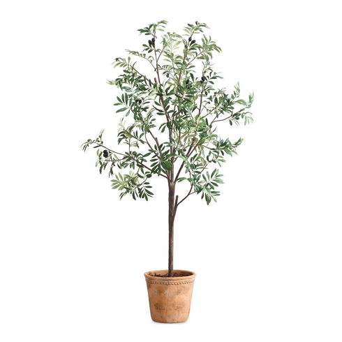 Olea Potted Olive Tree