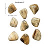 Pebbles Blonde Wood Wall Décor Set/9, by Uttermost, 6" width x 5" height x 2" depth thumbnail 3