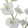 Glory Orchid thumbnail 4