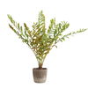 Zamia Palm Accent In Planter, Decorative by Uttermost, 43" width x 57.75" height x 43" depth thumbnail 3