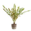 Zamia Palm Accent In Planter, by Uttermost, 43" width x 57.75" height x 43" depth thumbnail 3