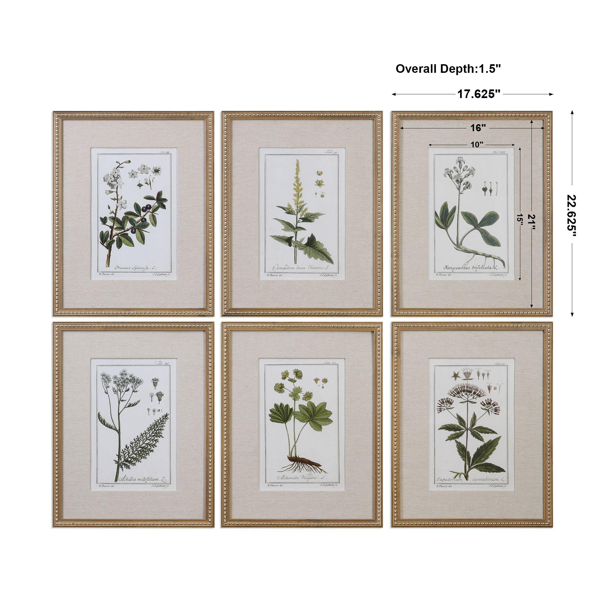 Green Floral Botanical Study Prints Set/6, Painting by Uttermost, 17.62" width x 22.62" height x 1.5" depth View 3