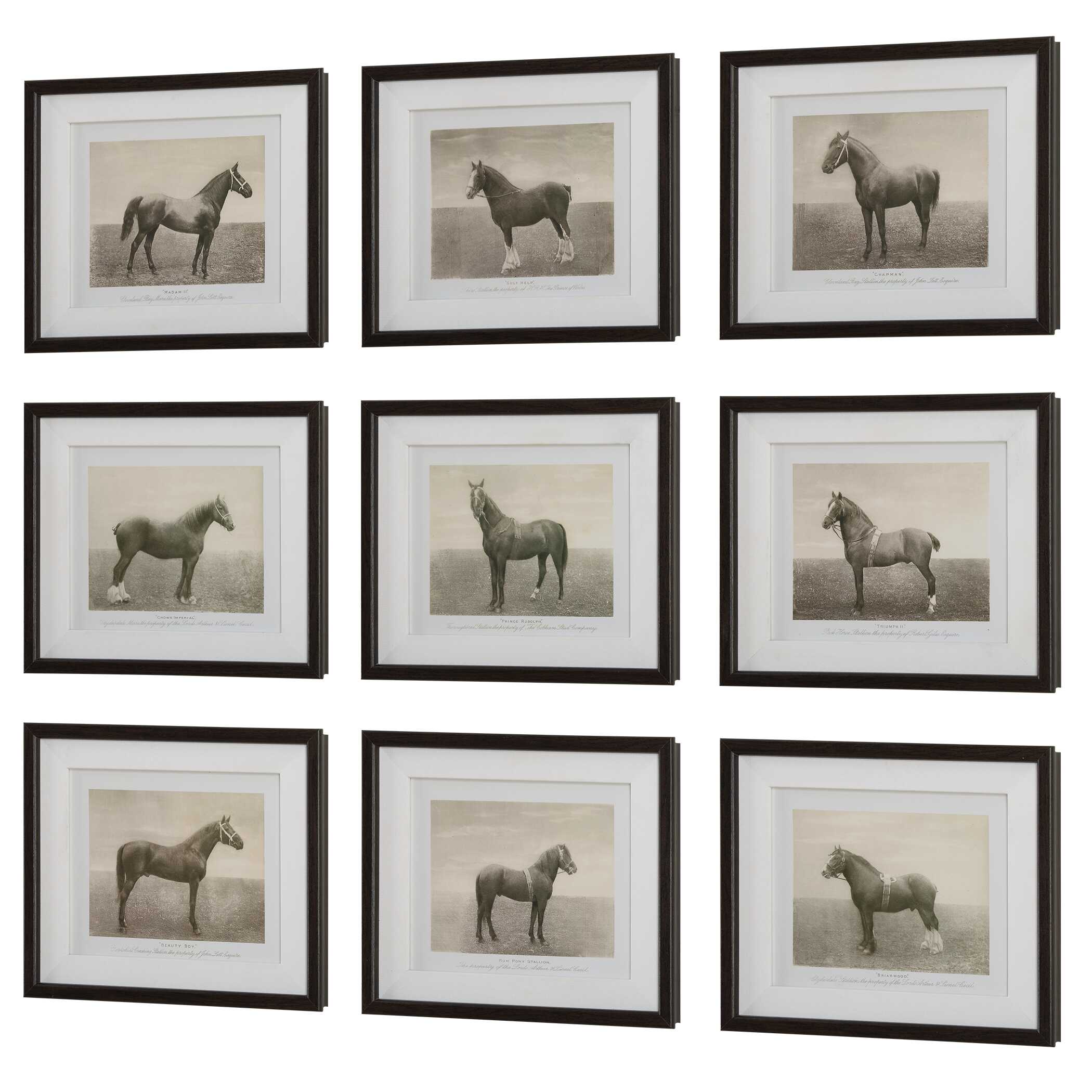 Equine Dynasty Framed Prints Set/9 Equine Dynasty Framed Prints Set/9 large image