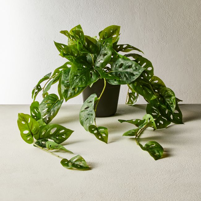 Online Designer Combined Living/Dining Potted Monstera Adansonii 13