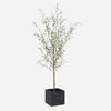 Abundance Potted Olive Tree thumbnail 0