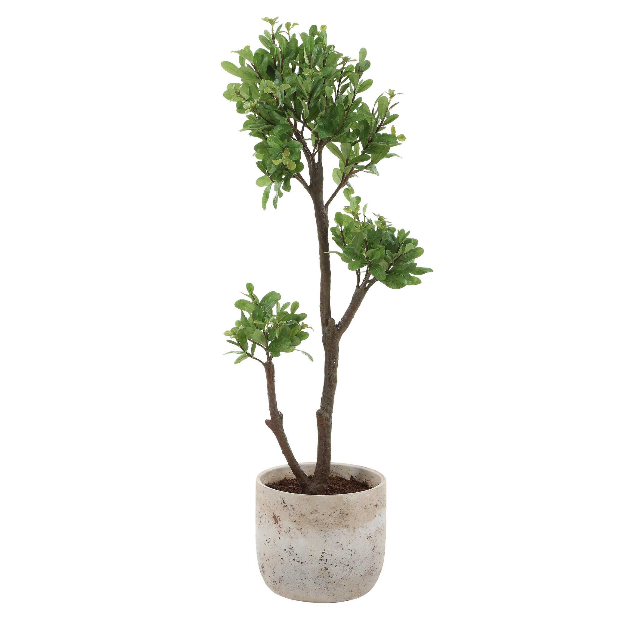 Arbor Strawberry Tree, Decorative by Uttermost, 13.5" width x 43" height x 14.75" depth View 1