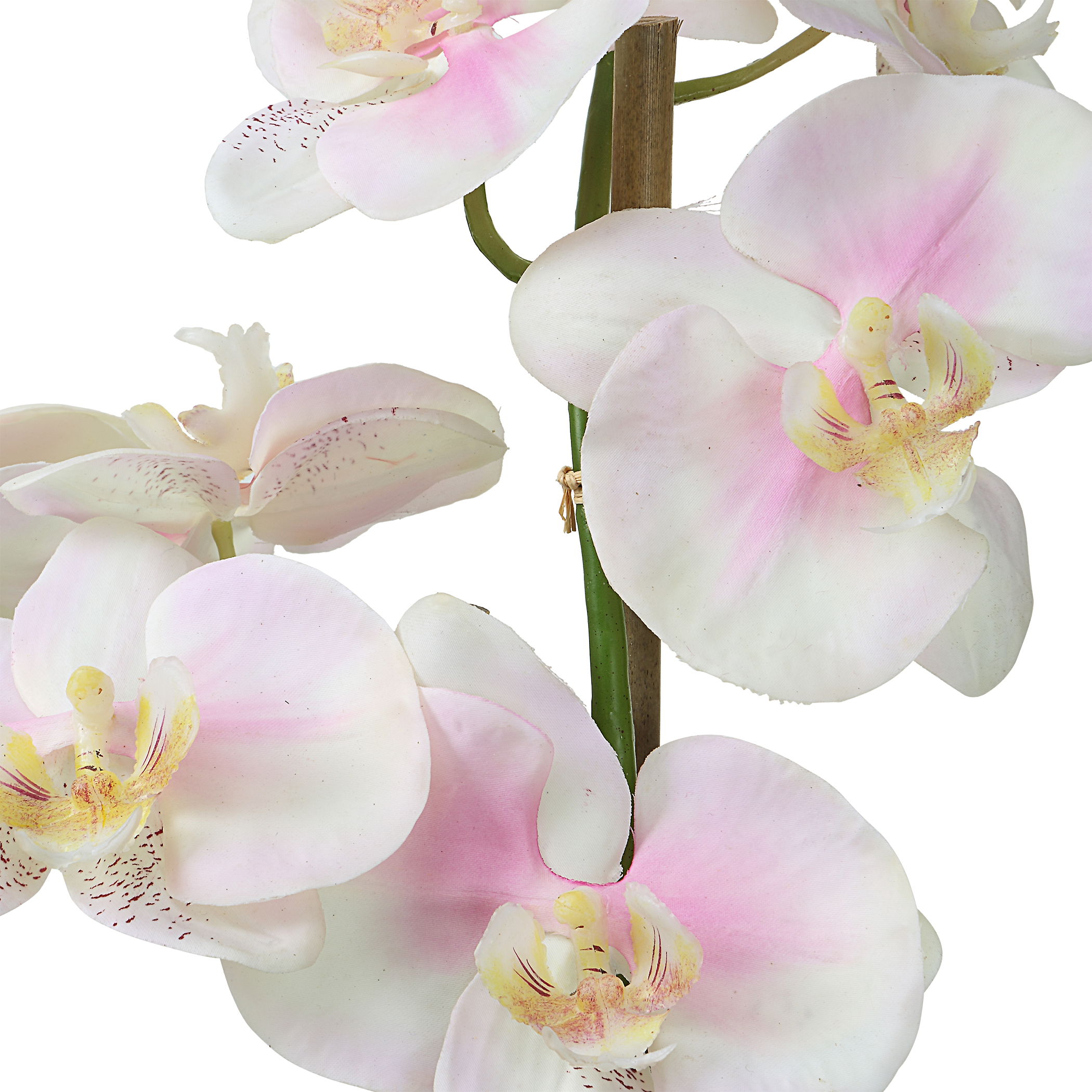 Blush Pink And White Orchid large image 