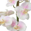 Blush Pink And White Orchid thumbnail 3