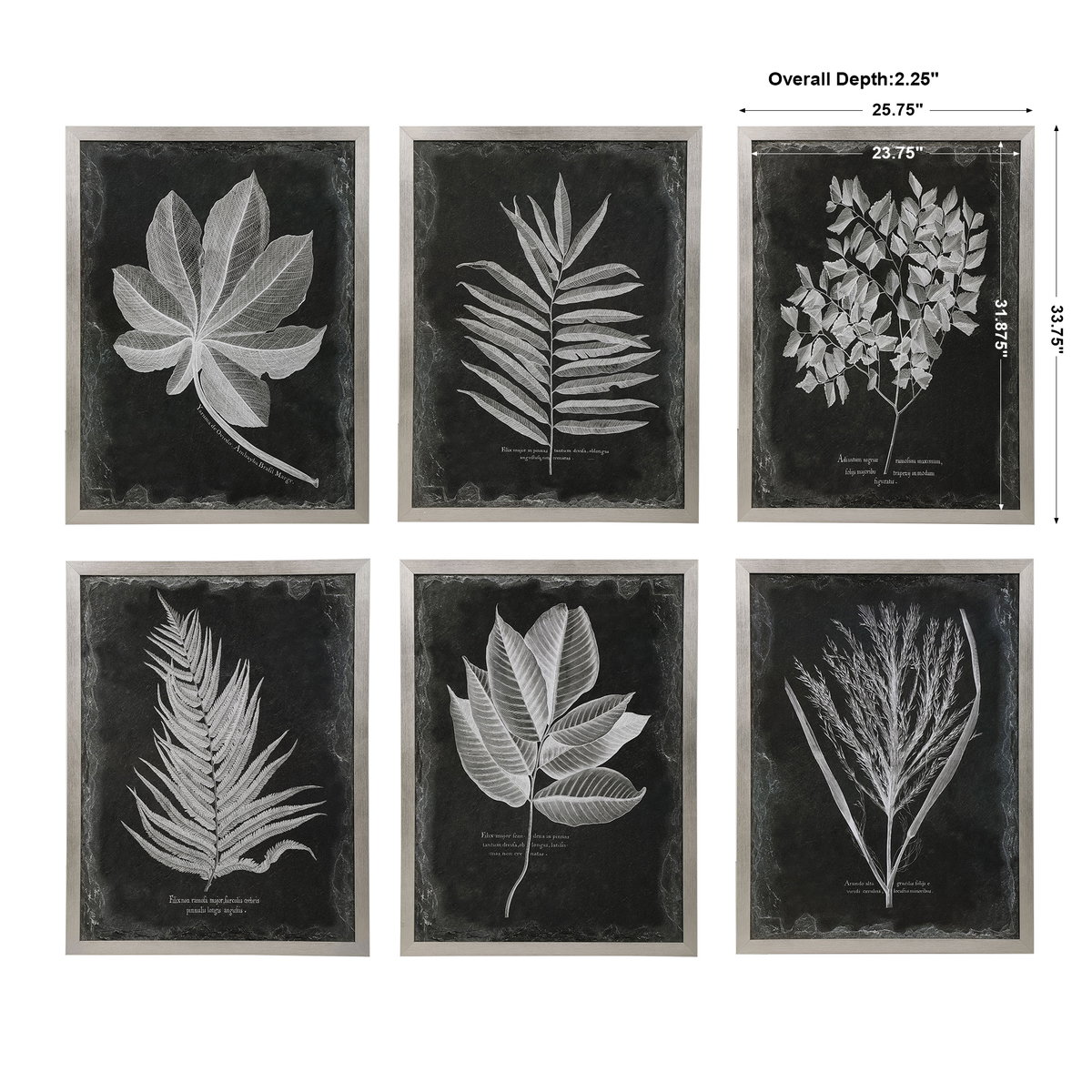 Foliage Framed Prints Set/6, Art by Uttermost, 25.75" width x 33.75" height x 2.25" depth View 3